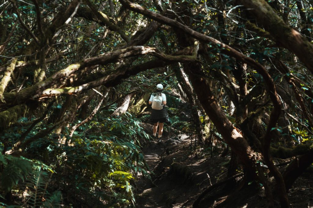 Weg unter Loorbeerbäumen