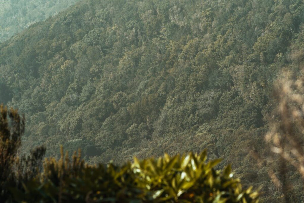 grüne Wälder an den Hängen