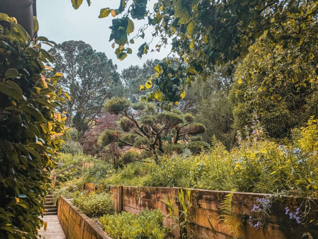 Bonsaibaum im Botanischen Garten von Bayonne 
