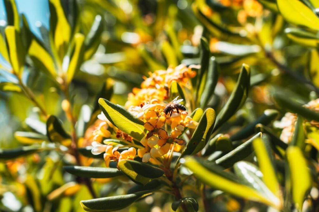 Biene auf einer Blüte der Klebsame auf der Insel Lokrum