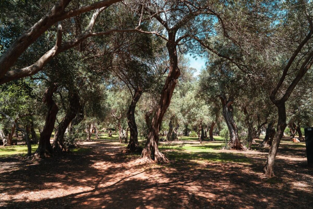 Alte Olivenbäume im Olivengarten auf der Insel Lokrum