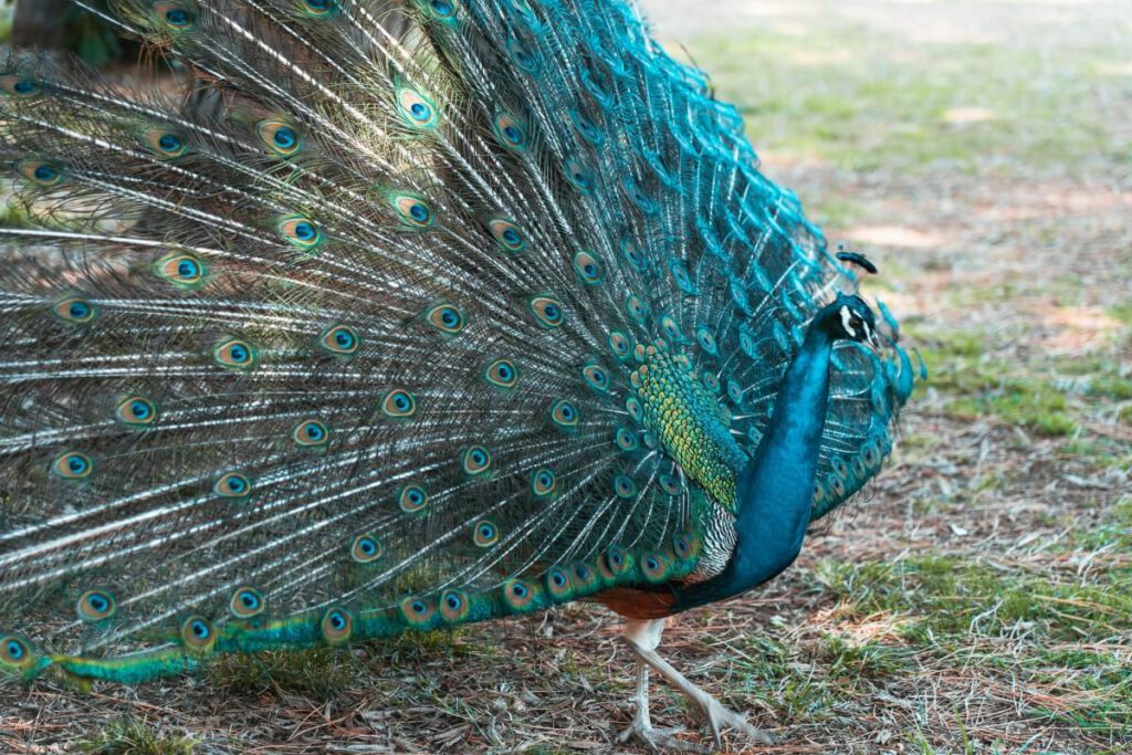 Pfau zeigt sein prächtiges Federkleid auf der Insel Lokrum