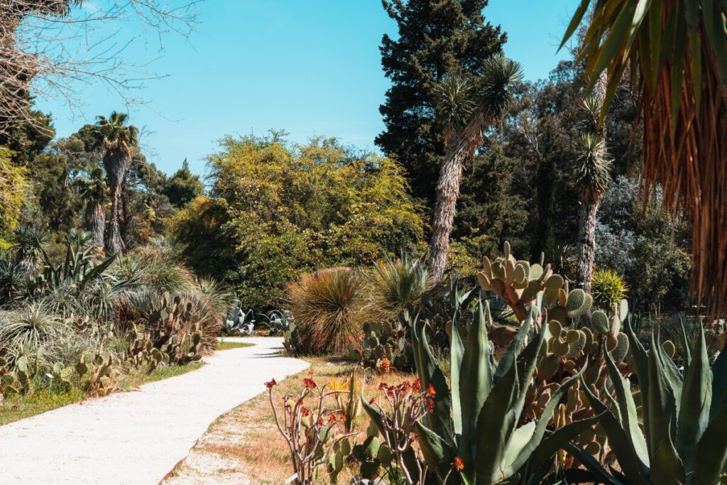 Sukkulenten im botanischen Garten auf der Insel Lokrum
