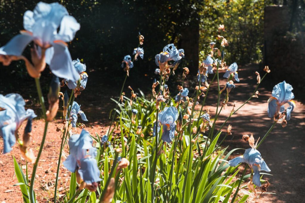 Pflanzen im botanischen Garten auf Lokrum