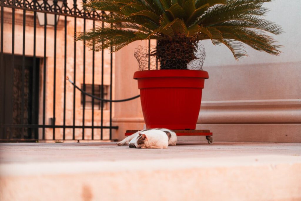 Katze chillt vor einer Kirche in Dubrovnik
