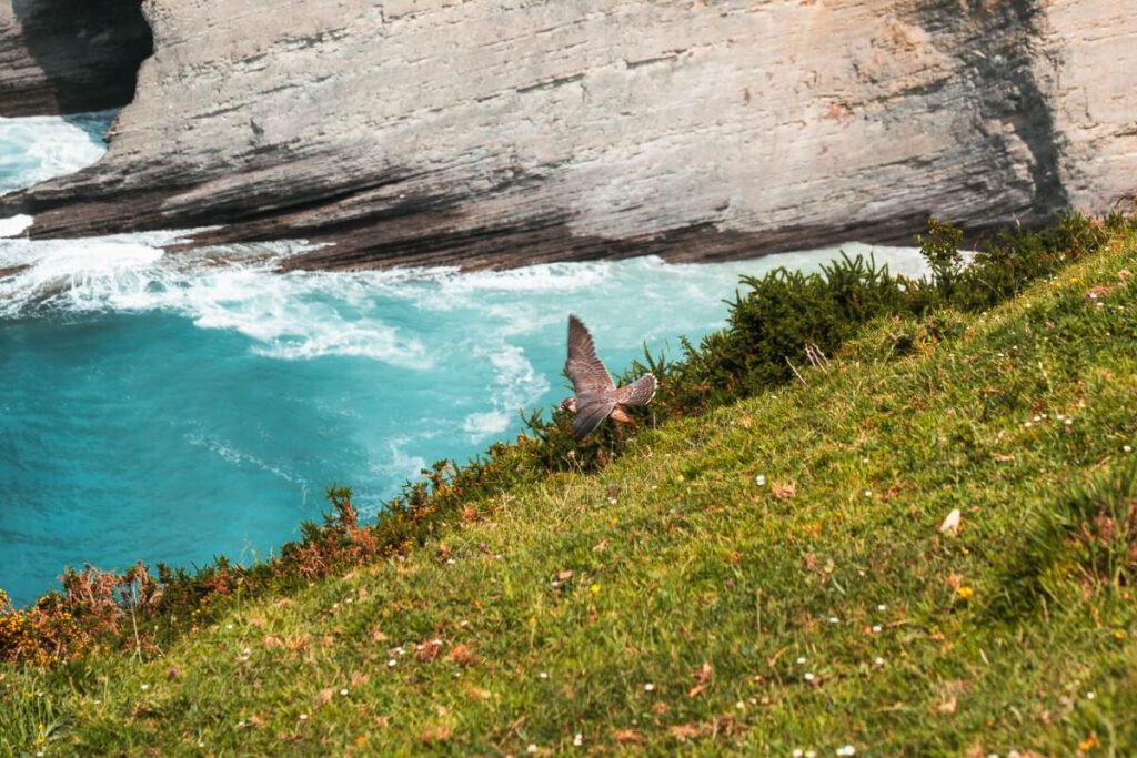 Geopark baskische Küste Falke
