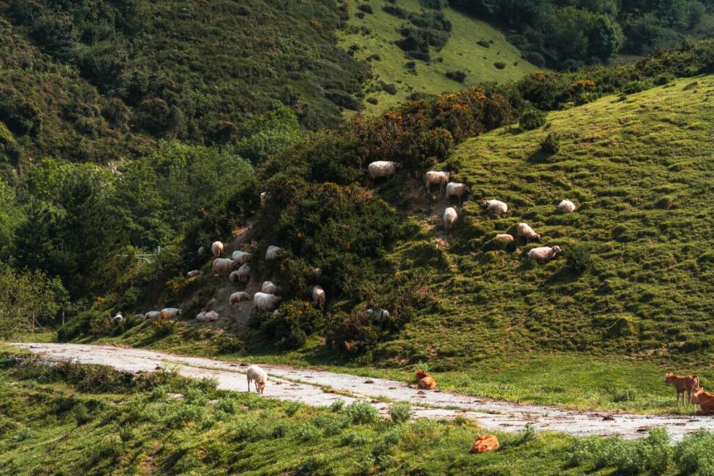 Schafe und Kühe auf einer Wiese im Geopark