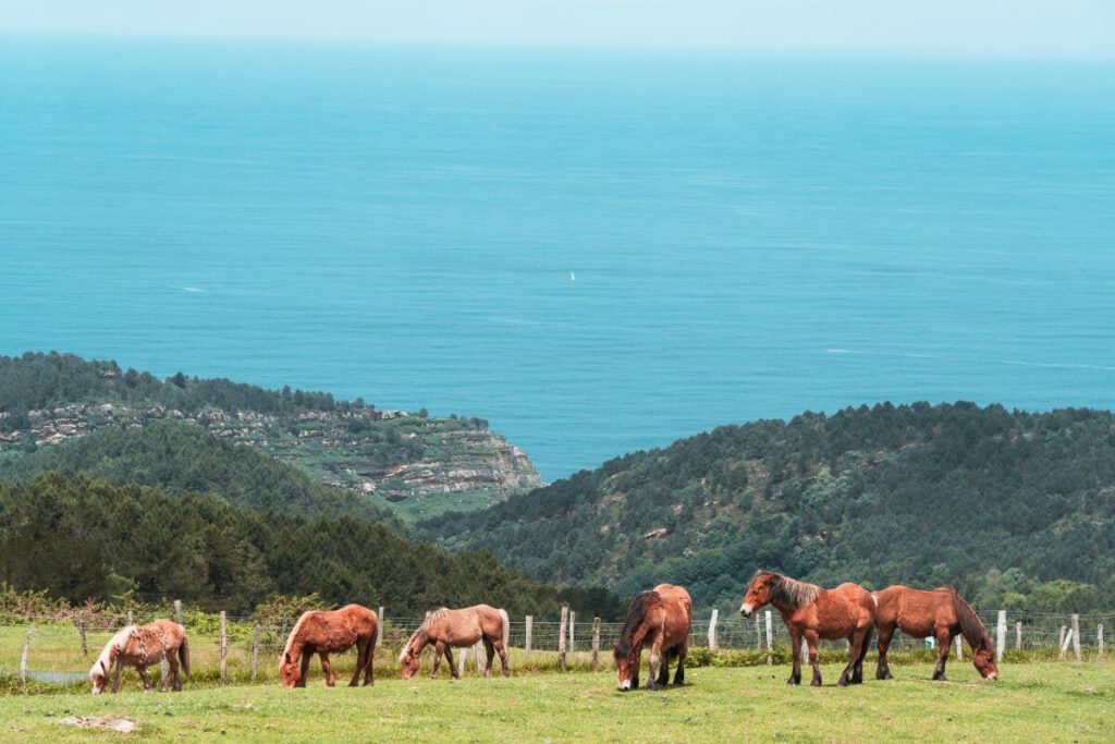 Pferde in den Bergen des Jaizkibel im spanischen Baskenland