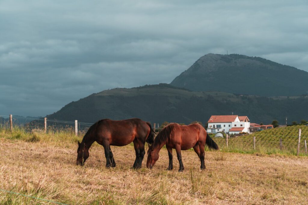 Pferde im Hinterland von Zumaia