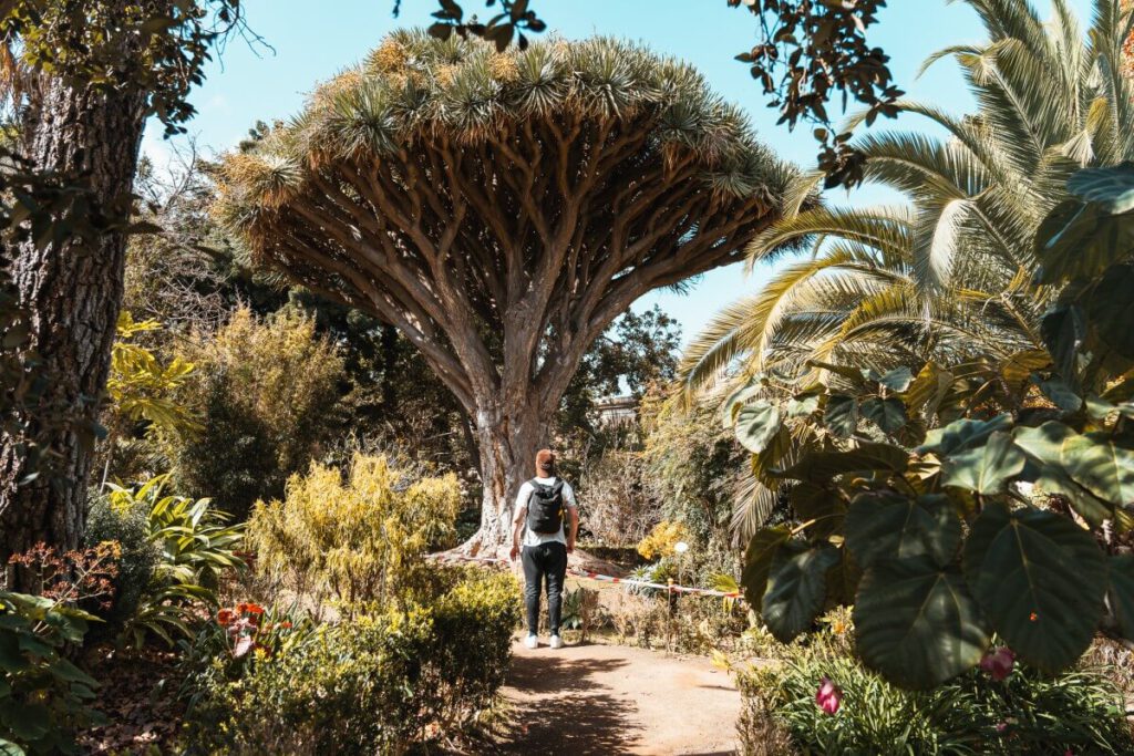 Mann steht vor einem Drachenbaum im Hijuela del Botanico in La Orotava auf Teneriffa