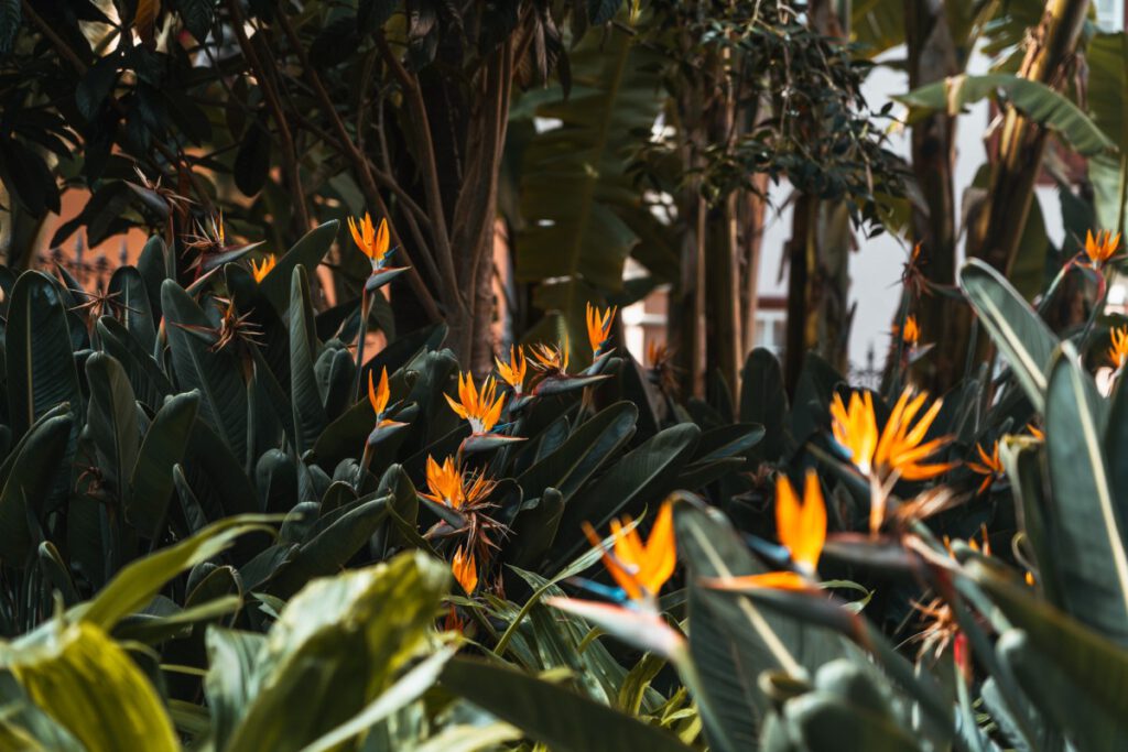 Paradiesblumen im Hijuela del Botanico in La Orotava