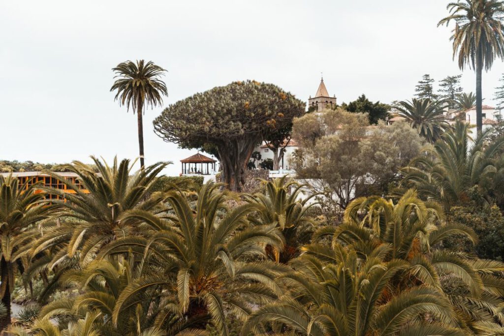 Icod de los Vinos Drago Milenario Botanischer Garten