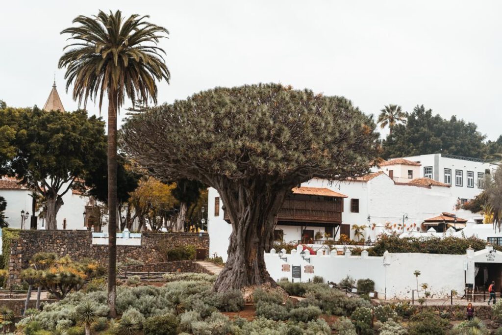Icod de los Vinos Drago Milenario Seite