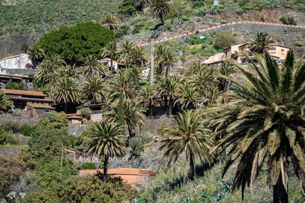 Kanarische Palmen in Masca