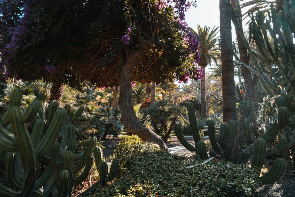Pflanzen und blühende Blumen im Parque Garcia Sanabria.