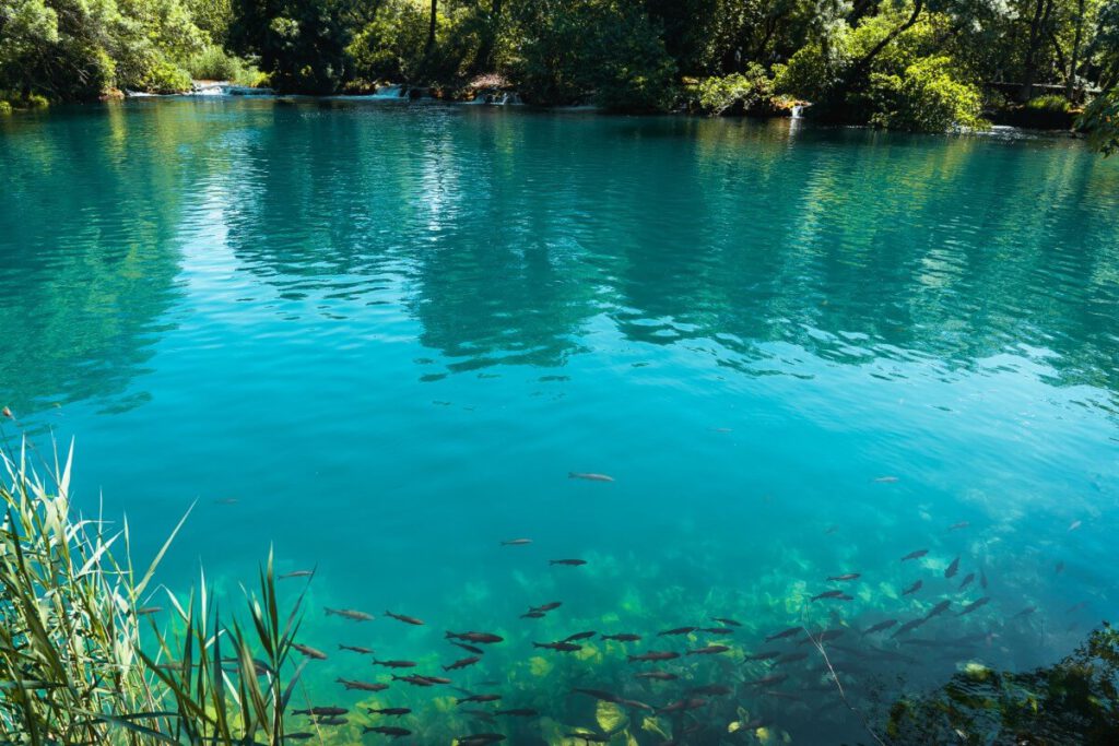 Fische am Skradinski Buk mit klarem Wasser