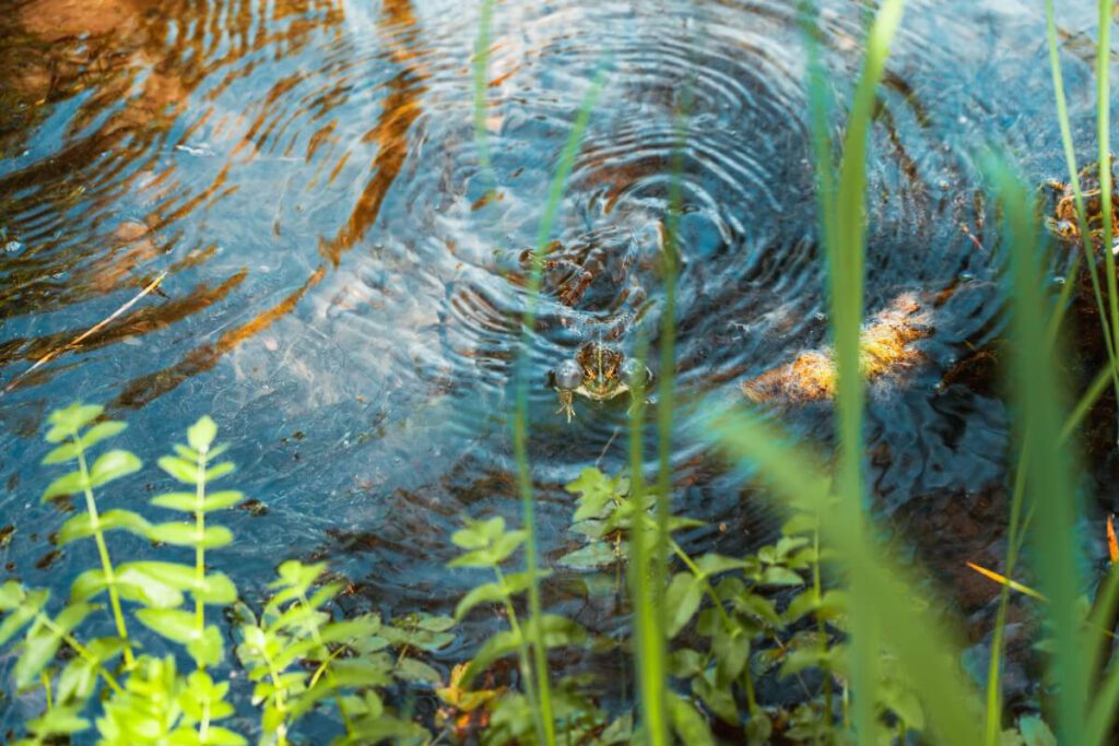 Frosch im Fluss