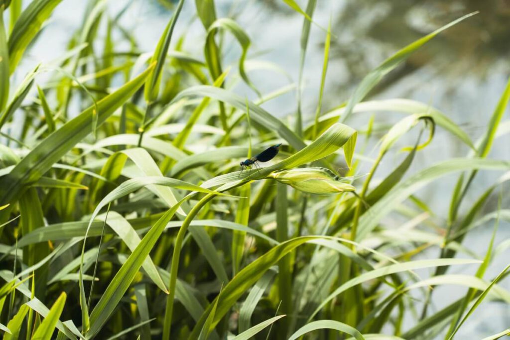 Krka Nationalpark Skradinski Buk Libelle