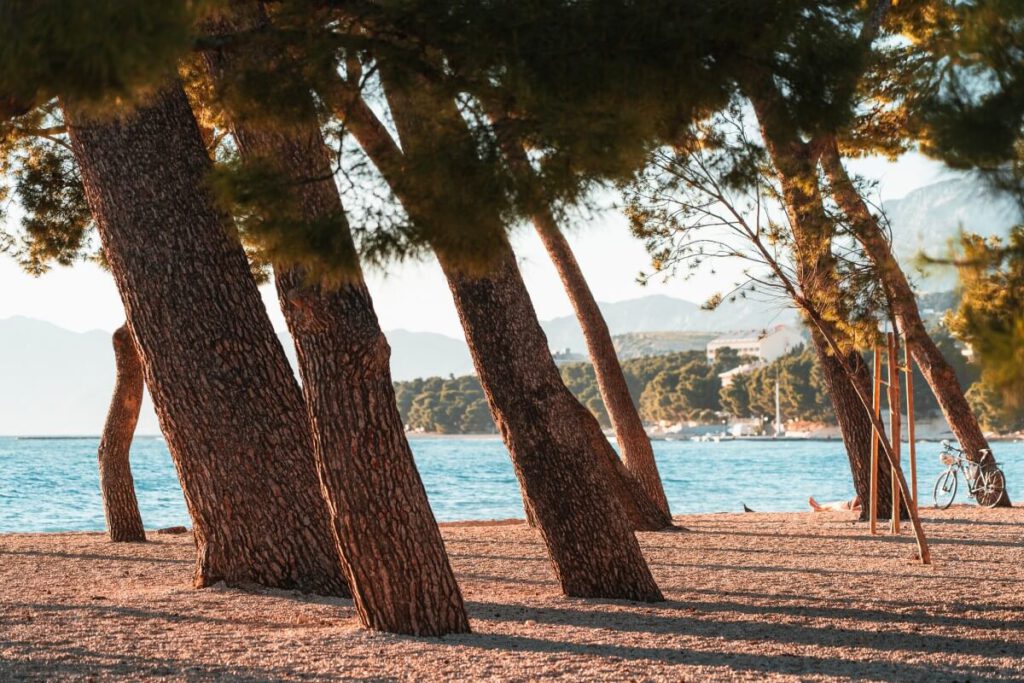 Bäume werfen Schatten zum Sonnenuntergang am Strand von Makarska