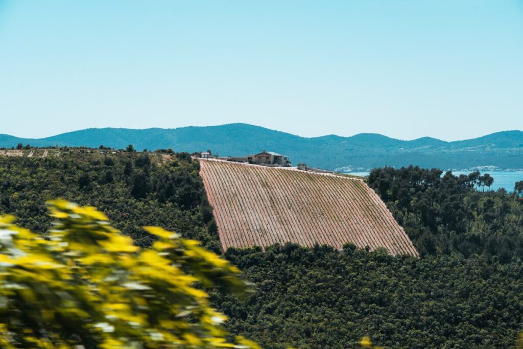 Weinfeld bei der Pelješki most Brücke auf der Halbinsel Pelješac
