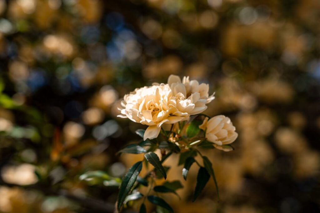 Banksrose im Arboretum Trsteno
