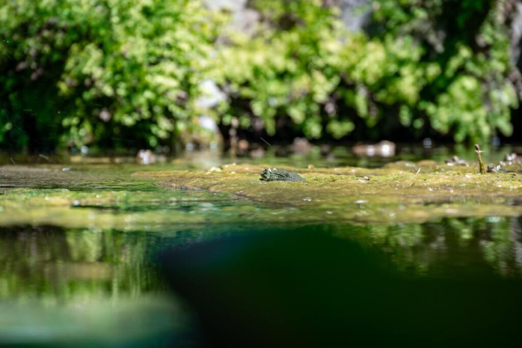 Frosch im Neptun Springbrunnen im Arboretum Trsteno